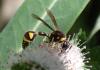 Eumenes sp.